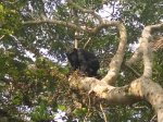 Chimpance en Kibale Forest National Park