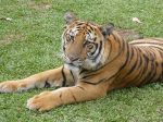 Tigre en Chiang Mai (Tiger Kingdom)