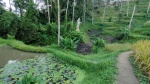 Terraza de arroz de Tegallaland