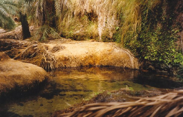 Water in Terjit Oasis - Mauritania.
Oasis de Terjit - Mauritania