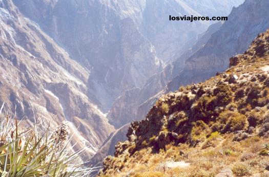 Colca Canyon - Los Andes - Peru