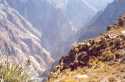 Colca Canyon - Los Andes - Peru
Colca Canyon - Los Andes - Peru