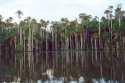 Lago Sandoval - Selva del Amazonas