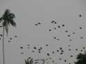 Hundreds of Macaws and parakeets, fly threatened by eagles  