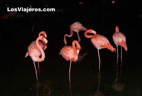 Flamencos rosa en Punta Cana - Dominicana Rep.