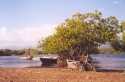 Go to big photo: Tropical Mangroves- Dominican Republic