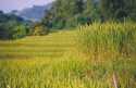 Ir a Foto: Rice fields in the north of Laos 
Go to Photo: Rice fields in the north of Laos