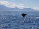 A whale in Kaikoura   South Island   Tasman sea  
