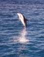 Delfin de vientre blanco del Pacífico - Kaikoura (Isla Sur, costa del Este)
Pacific Whales  Kaikoura - South Island