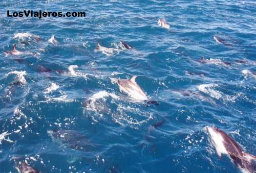 Grupo de delfines - Isla del Sur - Nueva Zelanda