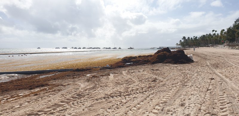 Algas, Hotel Meliá Punta Cana Solo Adultos