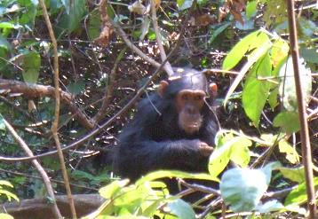 Gombe N.P. (Chimpancés) -Parques de Tanzania 0