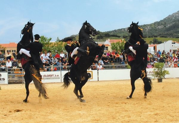 Feria Caballos de Raza Menorquina, Oficina Turismo de Menorca: Información actualizada 2