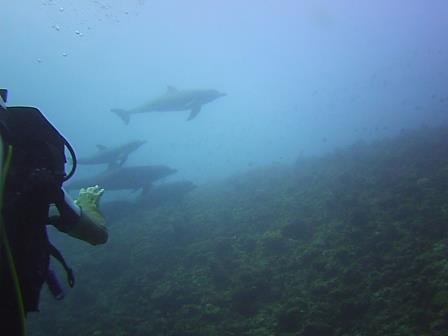 Simpática familia de delfines, Isla de Rasdhoo. Ari North atoll. Maldivas