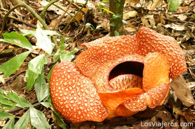 Rafflesia en la jungla cerca de Ranau, Monte Kinabalu, Viajando por Borneo (Malasia) 1
