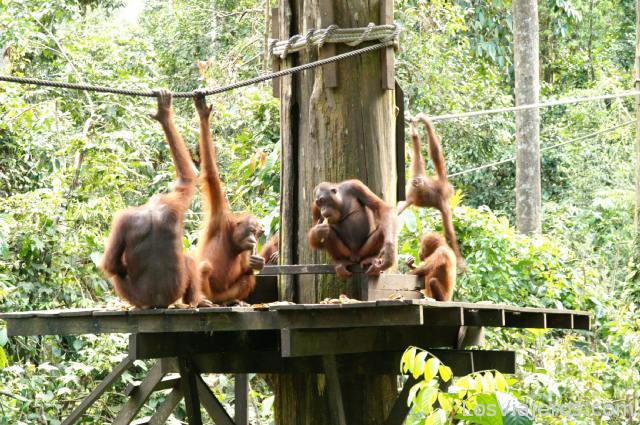 Orangutanes en el centro de Rehabilitacion de Sepilok, Viajando por Borneo (Malasia) 0
