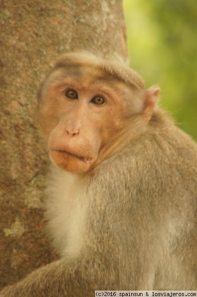 Mono blanco - P.N. Periyar - Kerala ✈️ Fotos de India ✈️ Los Viajeros