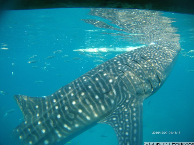 Foro de Rutas Por Dias En Filipinas: Nadando con Tiburones Ballena, Oslob, Isla de Cebu