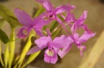 Orquídeas en la feria de Boquete