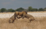 Dos grandes leones peleando por una hembra - Etosha
Namibia, Etosha, Etosha, Parque nacional, leones