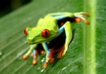 Green Frog - EL Castillo
