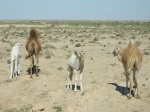 Camellos en Tunez