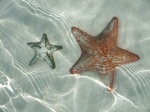 Estrellas de mar en Cayo Largo
Cayo Largo estrellas