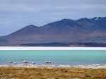 Laguna del Hombre Muerto
laguna hombre muerto Antofagasta Catamarca