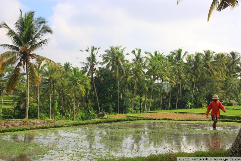 Restaurantes en Ubud - Dónde  comer - Bali