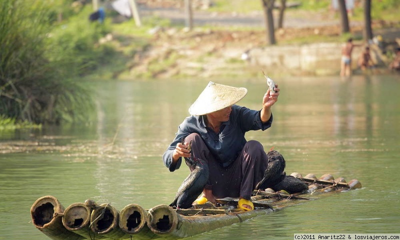 Foro de Internet Y Llamadas En China: Pesca con Cormoranes