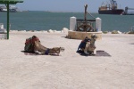 Túnez. Camellos