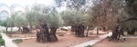 olive trees of Gethsemane