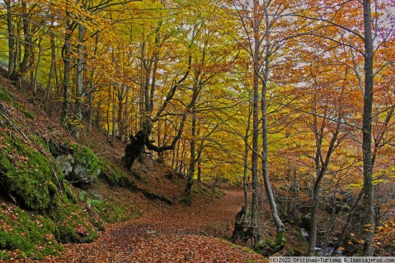 Cinco bosques en la provincia de Burgos - Oficina de Turismo de Burgos: Información actualizada - Foro Castilla y León