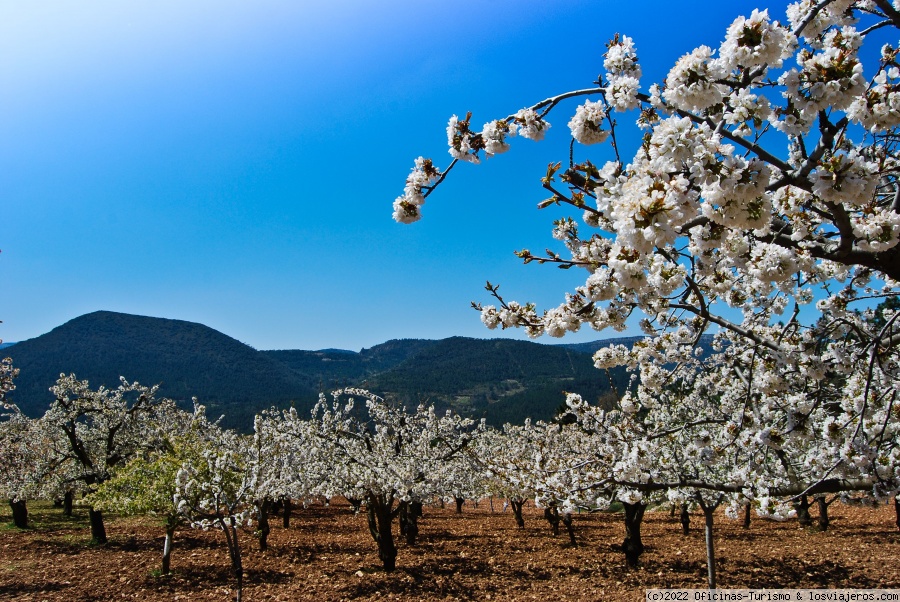 Valle de Calderechas: Cerezos en flor - Provincia de Burgos - Oficina de Turismo de Burgos: Información actualizada - Foro Castilla y León