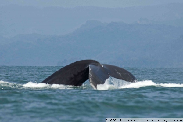 Costa Rica: Temporada avistamiento ballenas - Foro Centroamérica y México