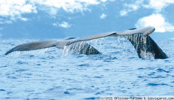 Costa Rica: Temporada avistamiento ballenas jorobadas - Foro Centroamérica y México