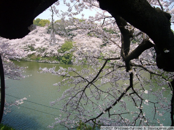 Tokio - Hanami, Contemplación de los cerezos en flor, Japón - Foro Japón y Corea