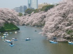 Primavera en Tokio: el Hanami en Japón