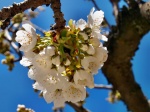Valle de las Caderechas: flor cerezos - La Bureba, Burgos