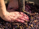 Prensado de la uva en Rioja Alavesa