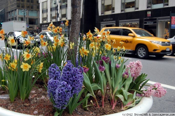 Foro de Pueblos Fantasma: Primavera en Nueva York