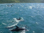 Delfines en la costa de Kaikoura
Delfines, Kaikoura, Desde, costa, pueden, realizar, cruceros, para, avistamiento, cachalotes, delfines