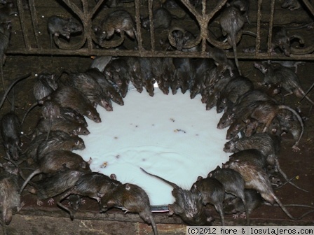 templo de las ratas ✈️ Fotos de India ✈️ Los Viajeros