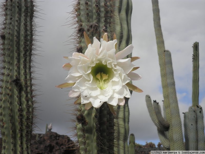 Foro de Lanzarote: Flor de cactus