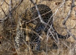 Leopardo camuflado en el Parque Nacional de Kruger (Sudáfrica)