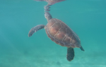 Tortuga en Riviera Maya
Tortuga, Riviera, Maya, tortugas, encontramos, playas