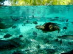 Fauna acuática en Bora Bora