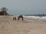 Senegal - hotel Le Royal Lodge - limpiando la playa a mano con el carro y el burro....