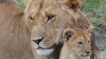 Masai Mara, por fin las leonas....¡y la gran familia!