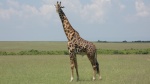 La gran reserva de Masai Mara